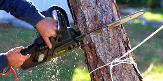  , USA Tree Services Pros